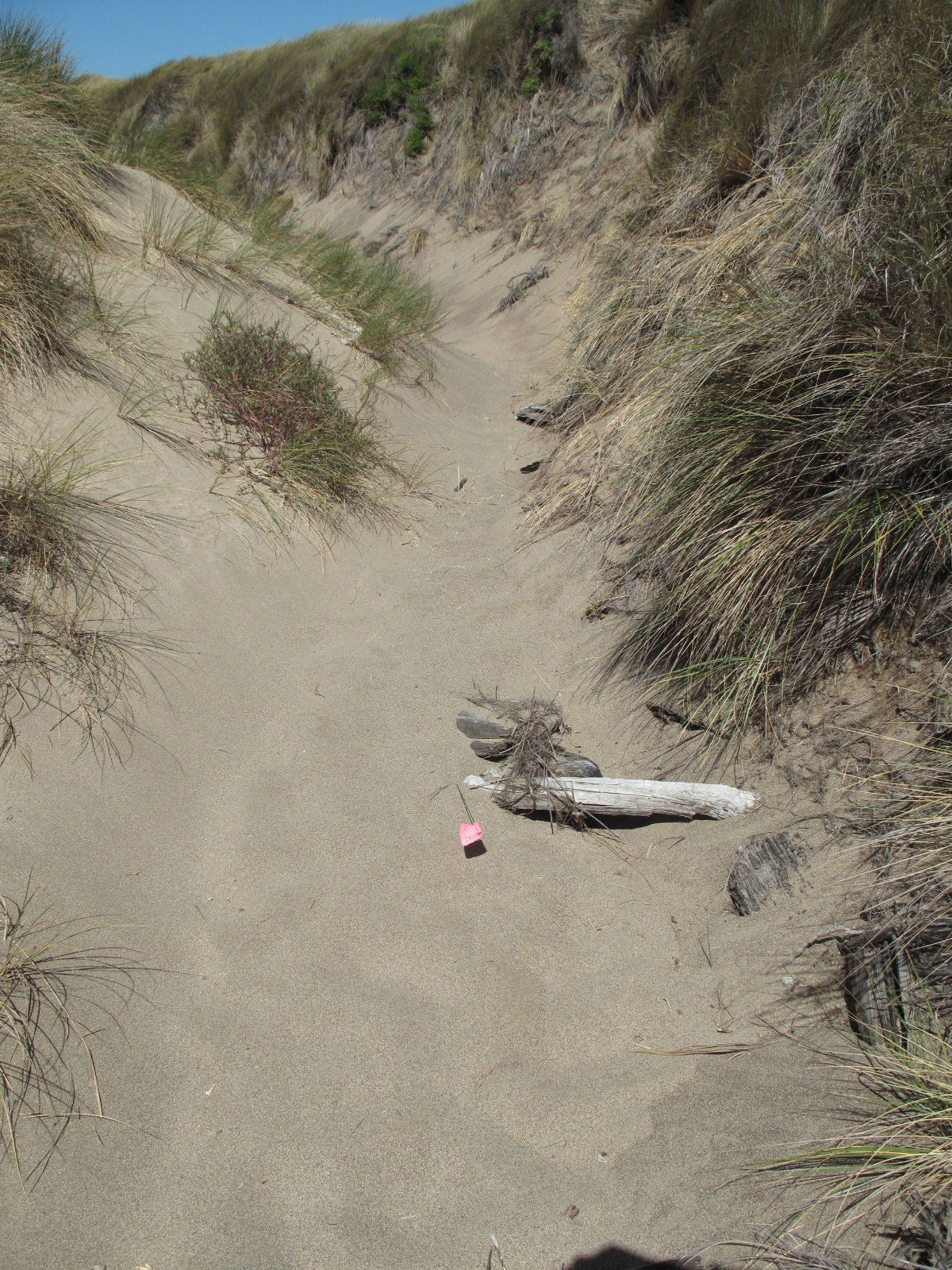 03 Rana draytonii small log habitat 1